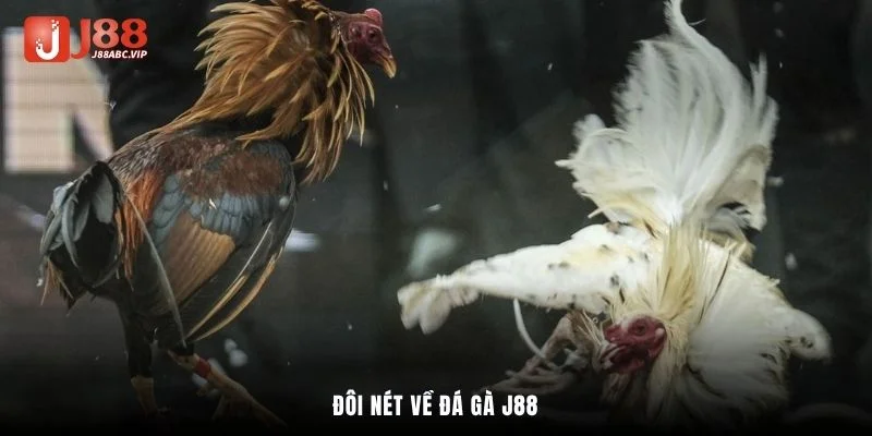 Đôi nét về đá gà J88