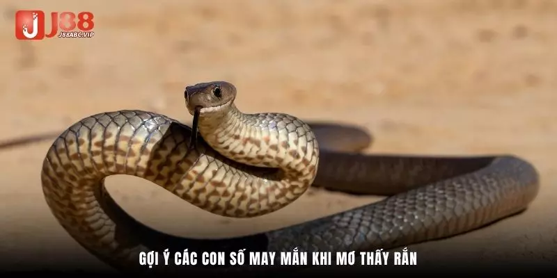 Gợi ý các con số may mắn khi mơ thấy rắn