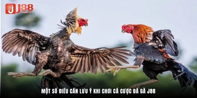 Một số điều cần lưu ý khi chơi cá cược đá gà J88