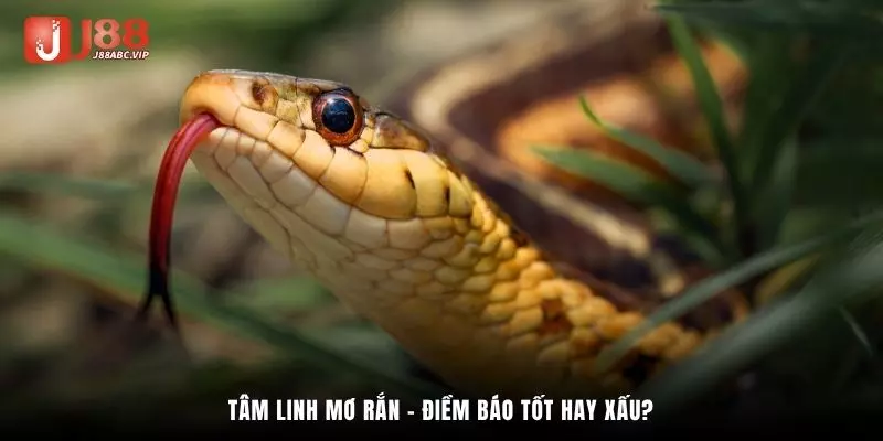 Tâm linh mơ rắn - Điềm báo tốt hay xấu?