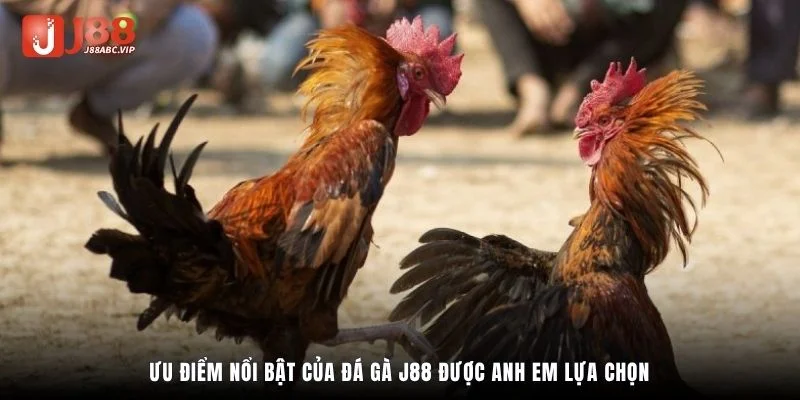 Ưu điểm nổi bật của đá gà J88 được anh em lựa chọn